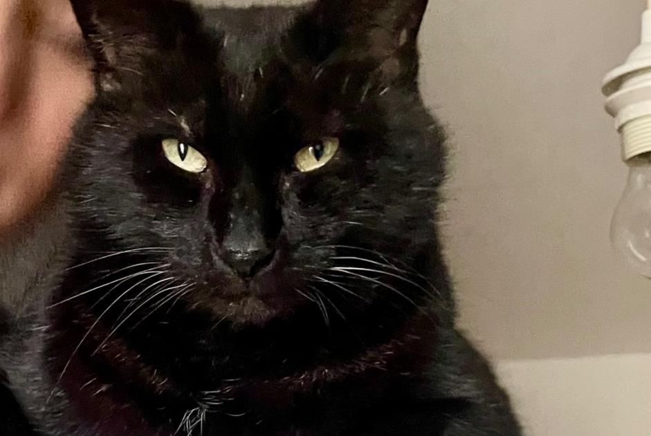 Avviso scomparsa Gatto incrocio di razze  Maschio , 10 anni Mirabel Francia